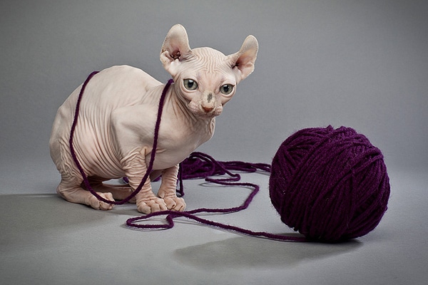 A hairless cat with a ball of string yarn.