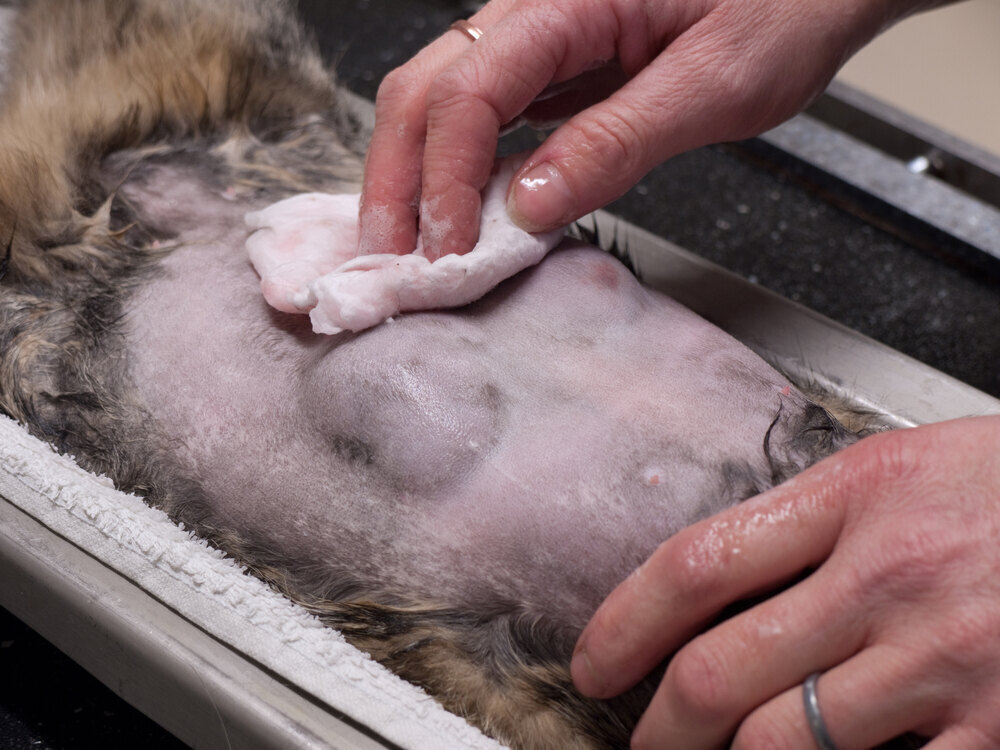 cat's abdomen is shaved, washed and disinfected by a veterinarian before breast cancer surgery