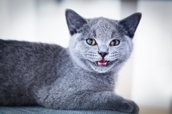 Gray cat smiling and showing teeth. 