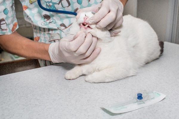 cat toothache treatment