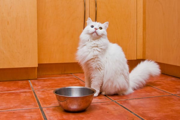A white cat waits by a food bowl.