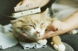 A cat being groomed.