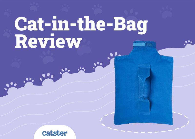 Cat-in-the-Bag Carrier Review