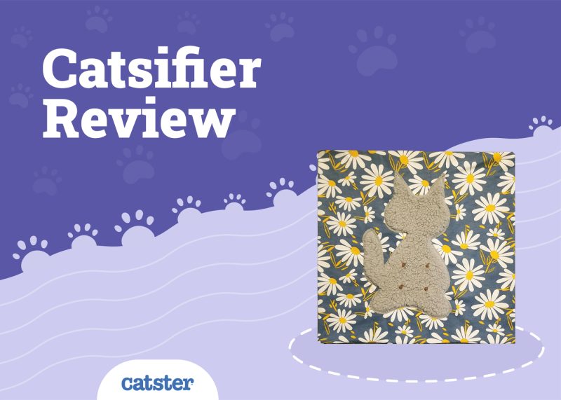 Catsifier Review