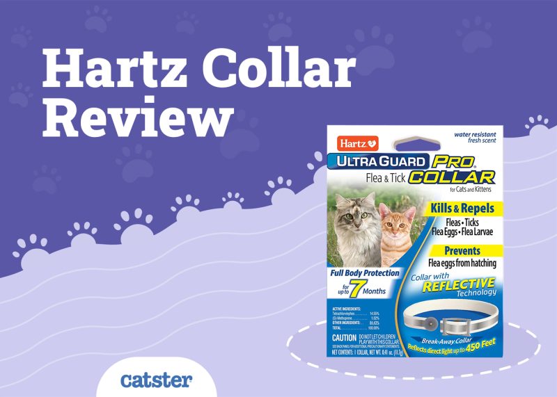 Hartz Cat Collar Review