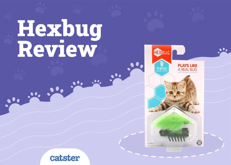 Hexbug Cat Toy Review