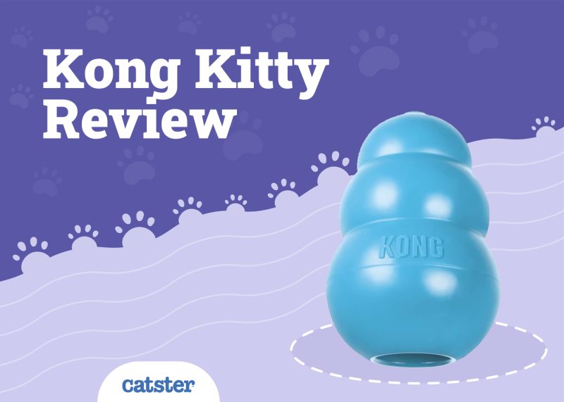 Kong Kitty Cat Toy Review