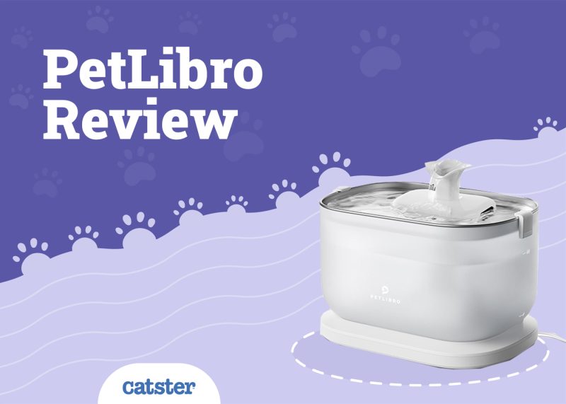 Petlibro Automatic Water Fountain Review
