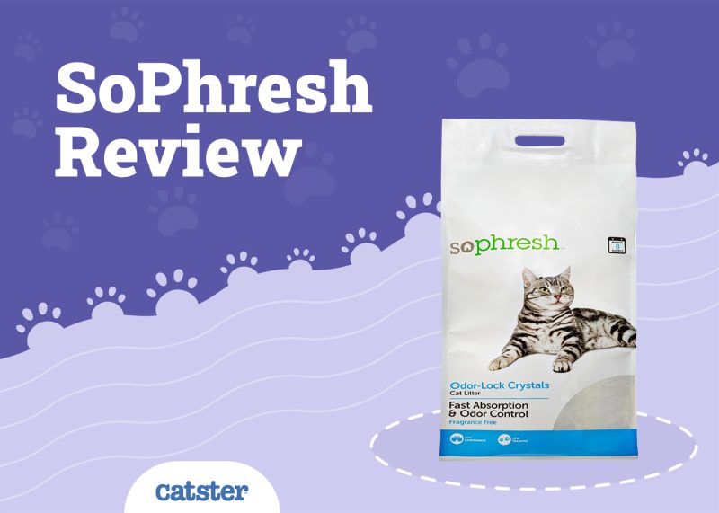 SoPhresh Cat Litter Review