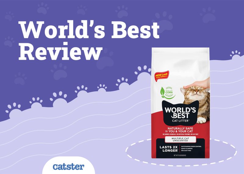 World's Best Cat Litter Review