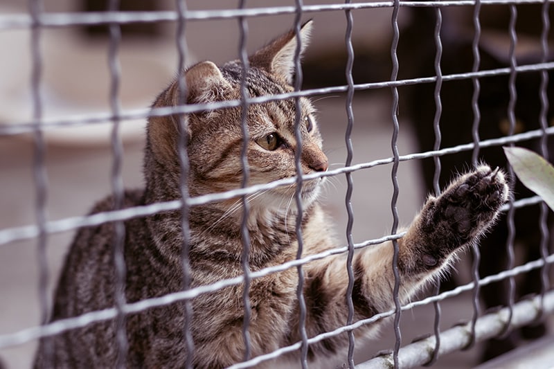 cat behind the fence in animal shelter