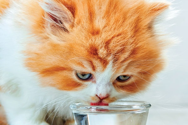 Is Your Cat Not Drinking Water 10 Ways To Get Your Cat To Drink