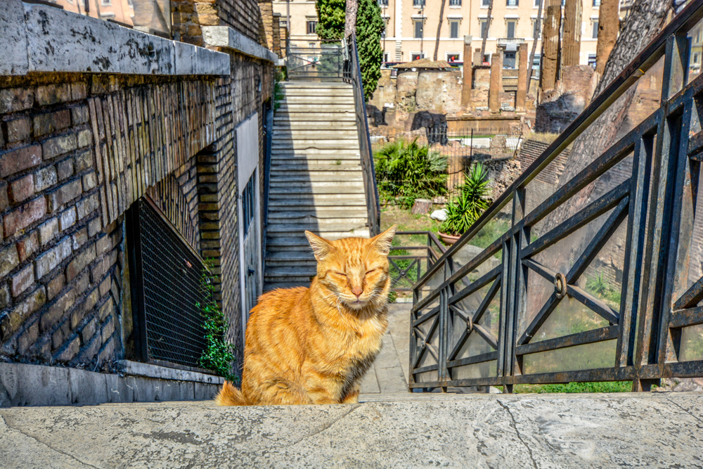 orange cat at the Torre Argentina Cat Sancutary
