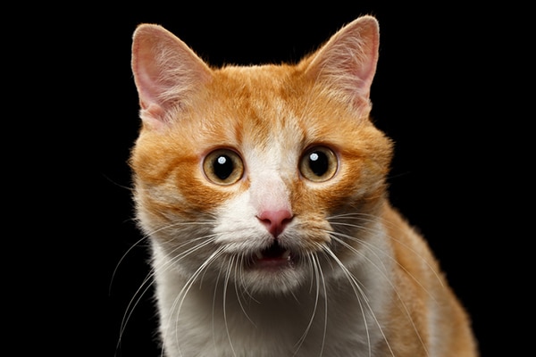 A ginger cat looking surprised.