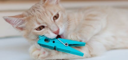 great cat toys