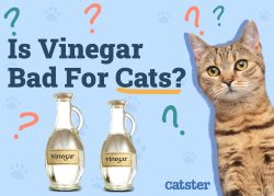 Is Vinegar Bad for Cats? Vet-Reviewed Safety Concerns - Catster