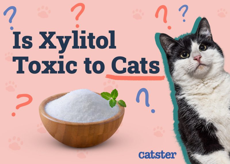 Is Xylitol Toxic To Cats