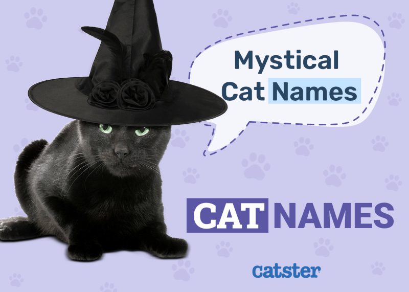 Mystical Cat Names for Supernatural Felines