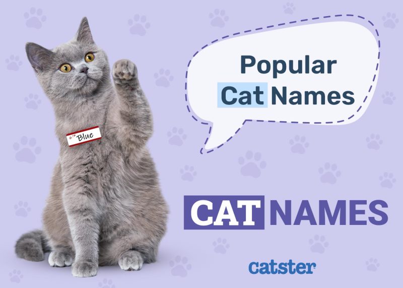 Popular Cat Names