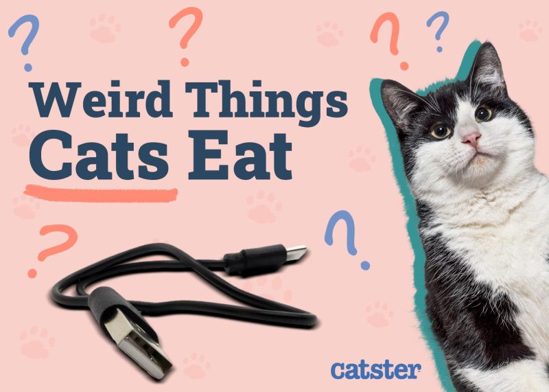 Weird Things Cats Eat