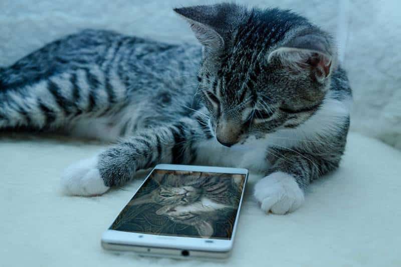 Cat using Smartphone
