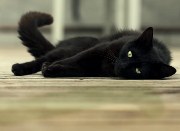 house cat tail quiver meaning house cat tail quiver meaning