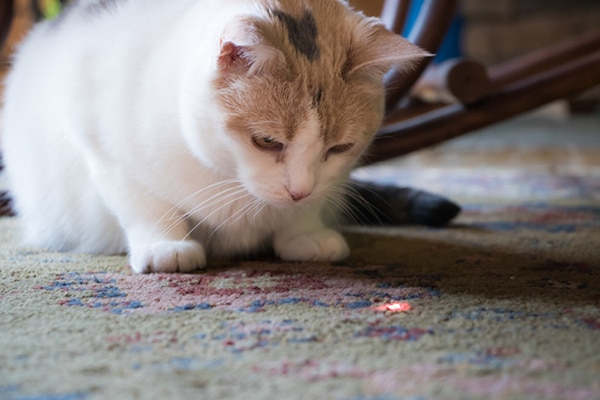 laser pens and cats