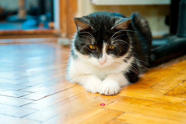 A black and white cat playing with a cat laser pointer toy.