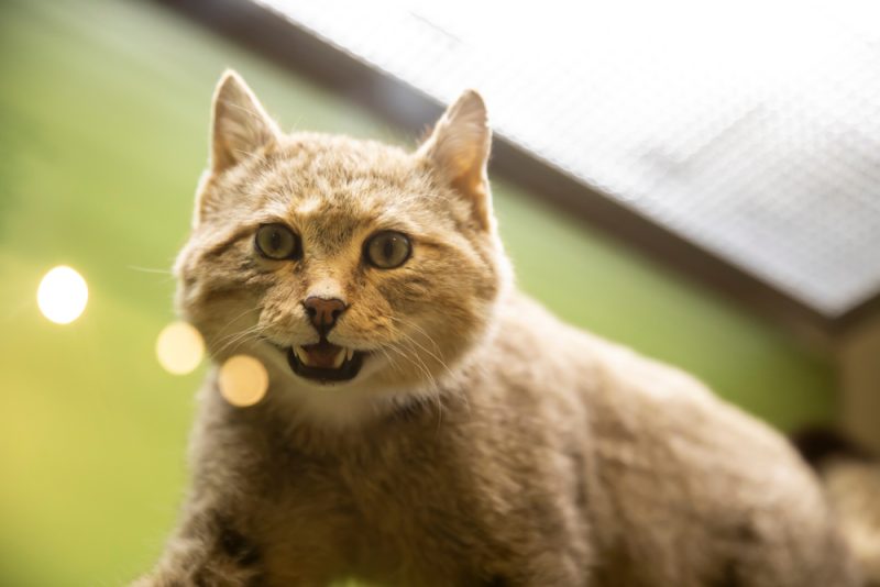 European-wildcat-taxidermy