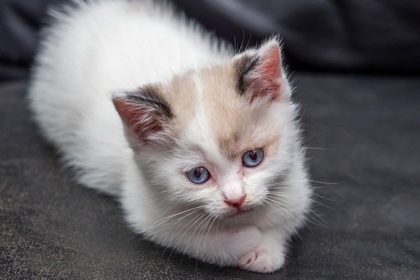 Un gatito calicó pequeño, asustado o nervioso.