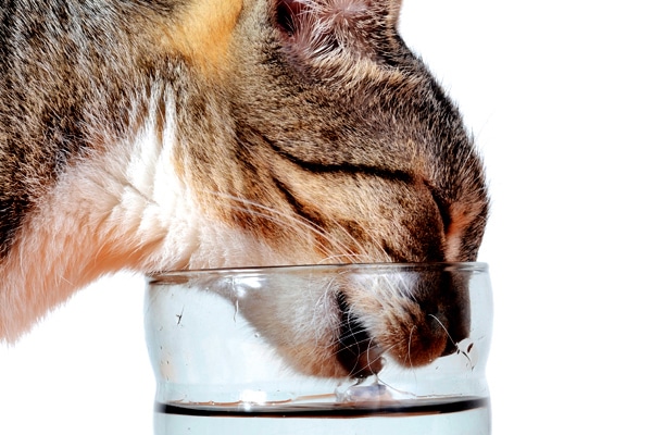 36 HQ Photos Cat Not Eating But Drinking Water : Why Is My Cat Avoiding Drinking Water Nom Nom