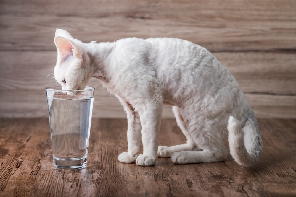 cat drinking from water glass