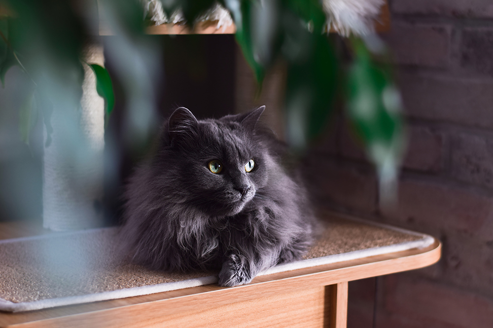 Grey Chantilly Tiffany cat on the tower house