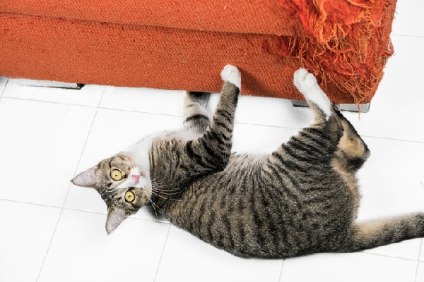 cat keeps scratching door