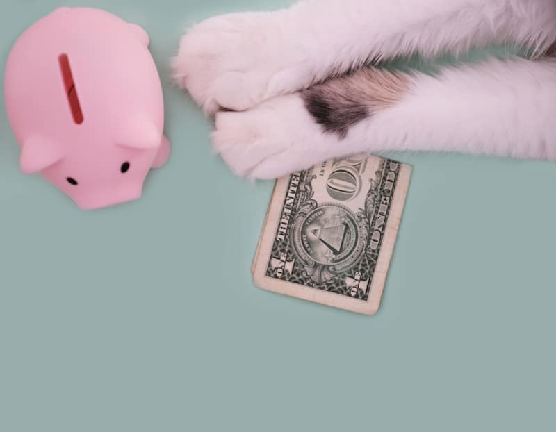 Piggy bank dollar bill and cat paws