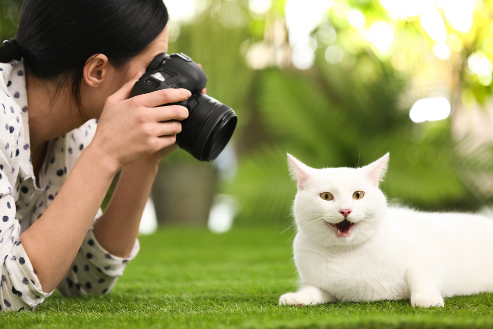 Professional animal photographer taking picture of beautiful white cat outdoors
