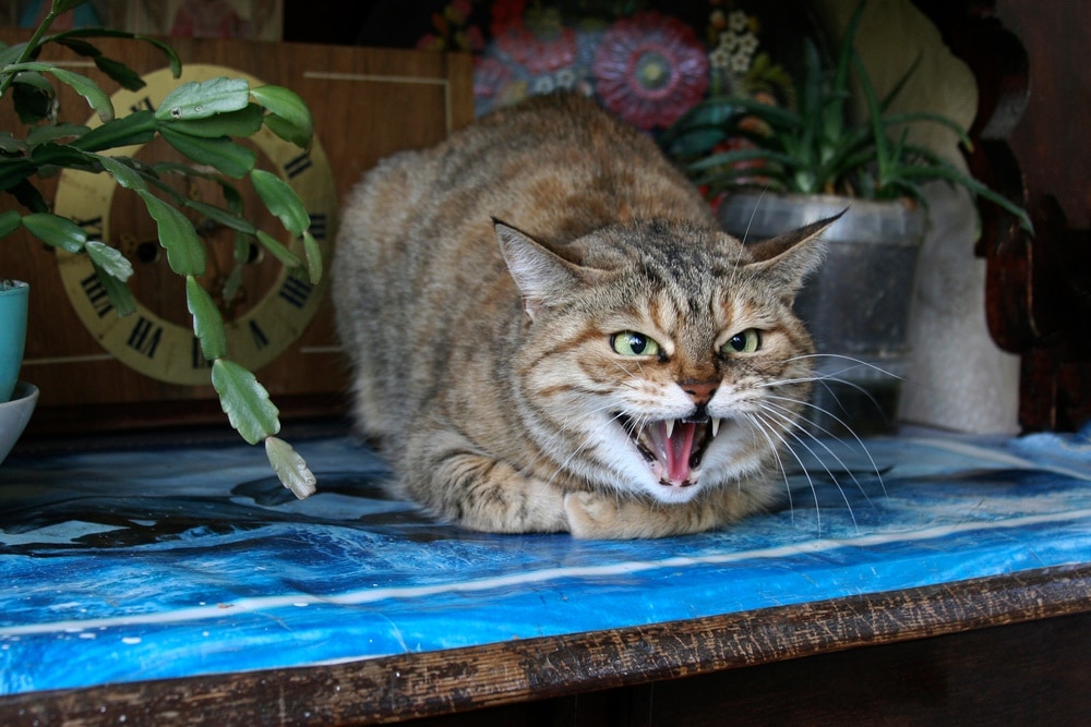 aggressive cat