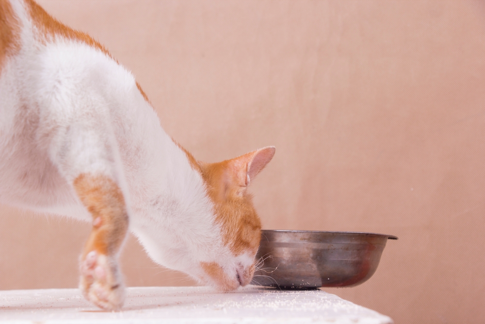orange-cat-pushing-bowl-from-the-table