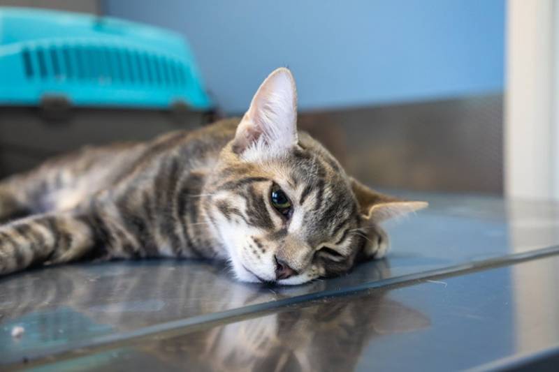 sedated tabby cat in the vet clinic