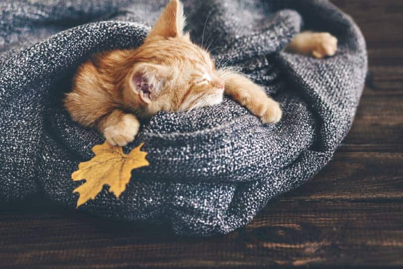 Cute little ginger kitten is sleeping in soft blanket on wooden floor