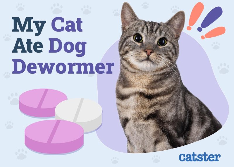 My Cat Ate Dog Dewormer! Here’s What to Do (Vet Answer) Catster