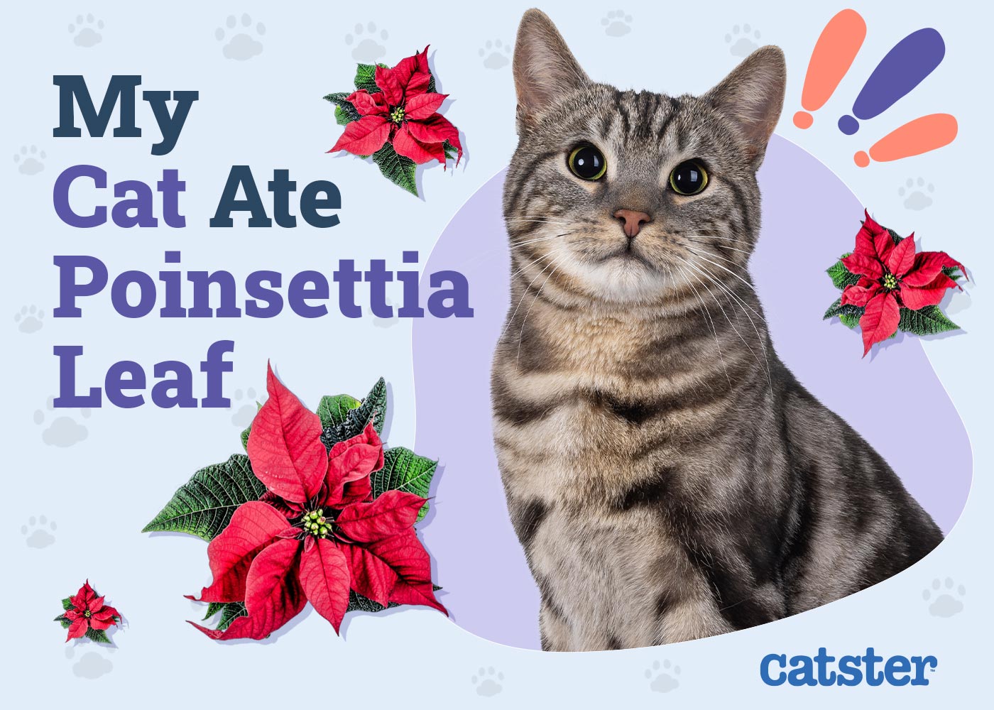 My Cat Ate a Poinsettia Leaf, Here’s What to Do (Vet Answer) - Catster