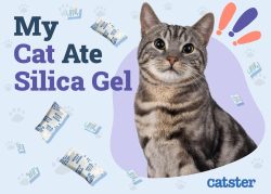 My Cat Ate Silica Gel! Here’s What to Do (Vet Answer) - Catster