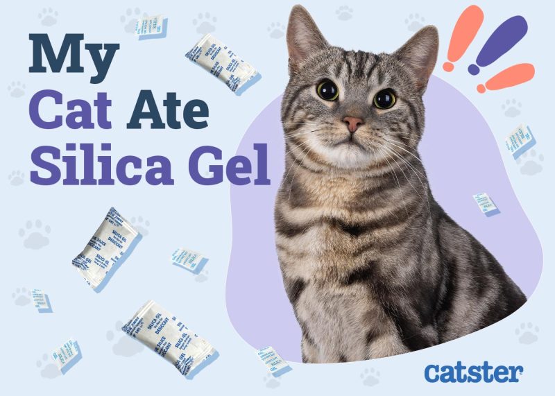 My Cat Ate Silica Gel