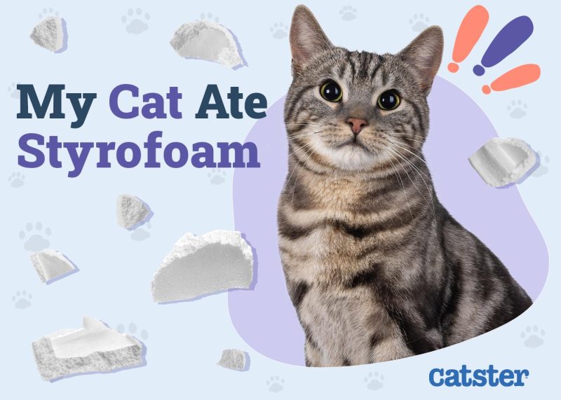 My Cat Ate Styrofoam
