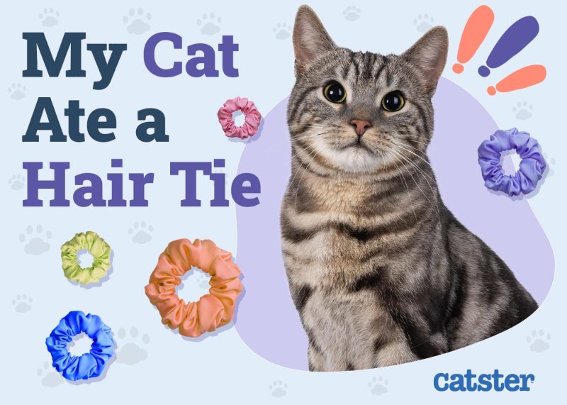 My Cat Ate a Hair Tie