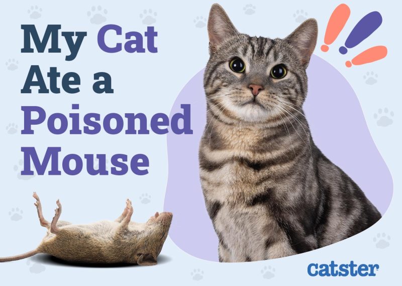 My Cat Ate a Poisoned Mouse
