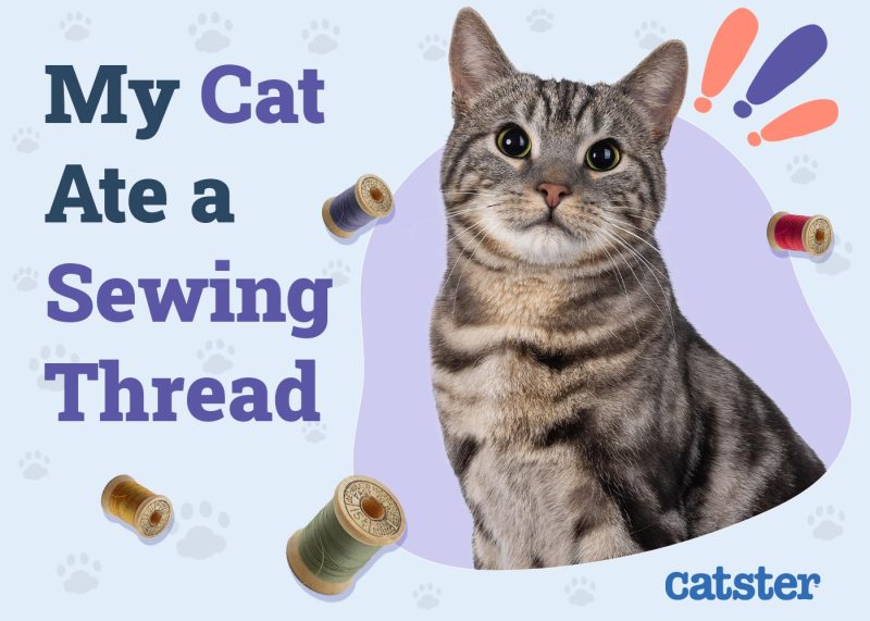 My Cat Ate a Sewing Thread
