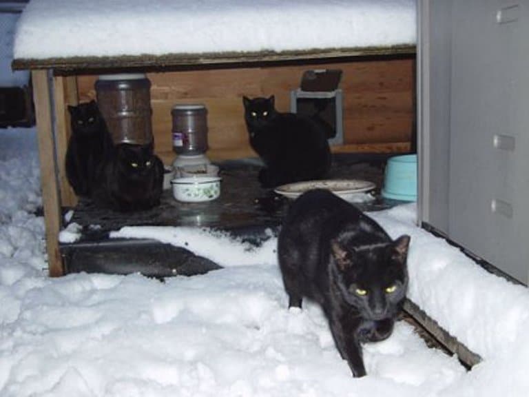 diy cat shelter winter