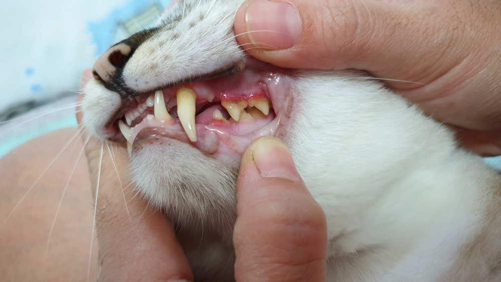 sharp teeth surface when owner hand opening adult cat's mouth